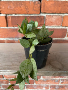 Hoya krohniana 'Artic'