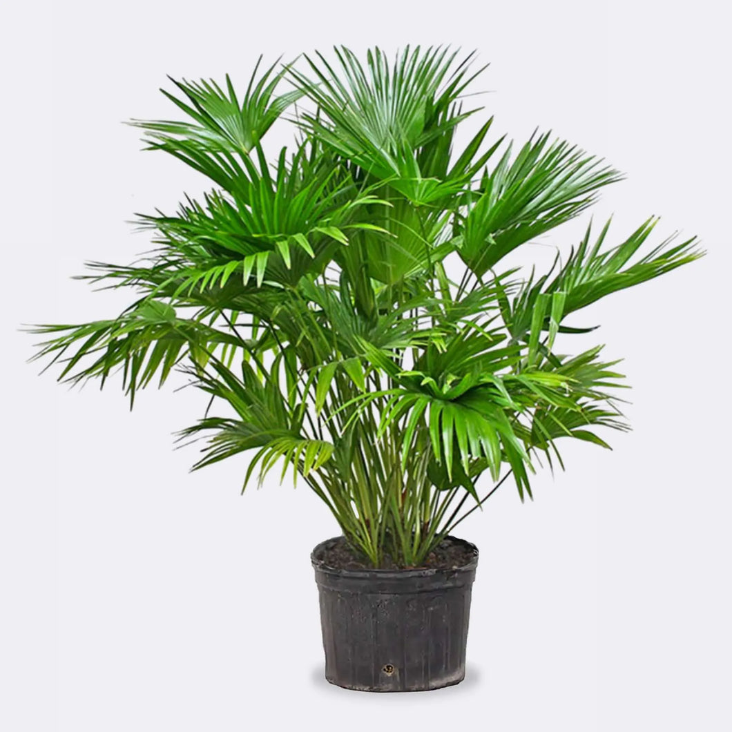 Livistona chinensis 'Chinese Fan Palm'