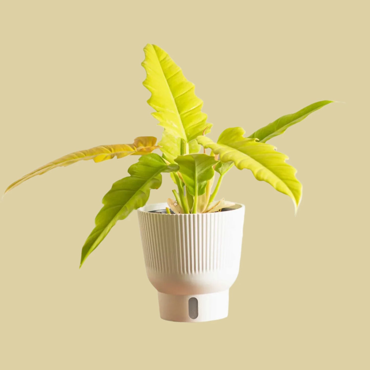 Philodendron Golden Crocodile