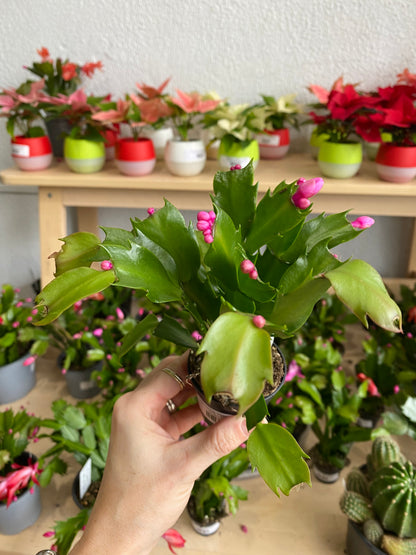 Zygocactus 'Holiday Cactus'