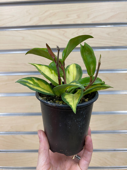 Hoya carnosa 'Tri-Color' - 3" Pot