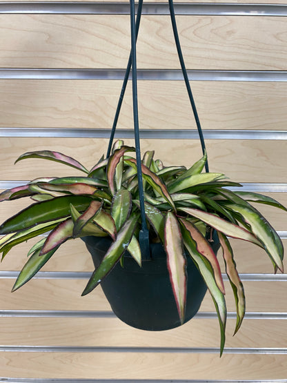 Hoya wayetti 'Tricolor' - 6" Hanging Basket