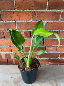 Monstera 'Burle Marx Flame' - 5.5" Pot