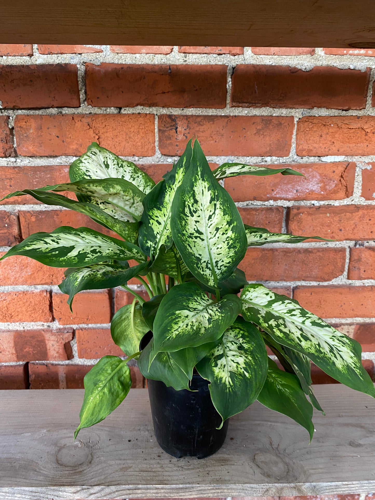 Dieffenbachia 'Compacta'