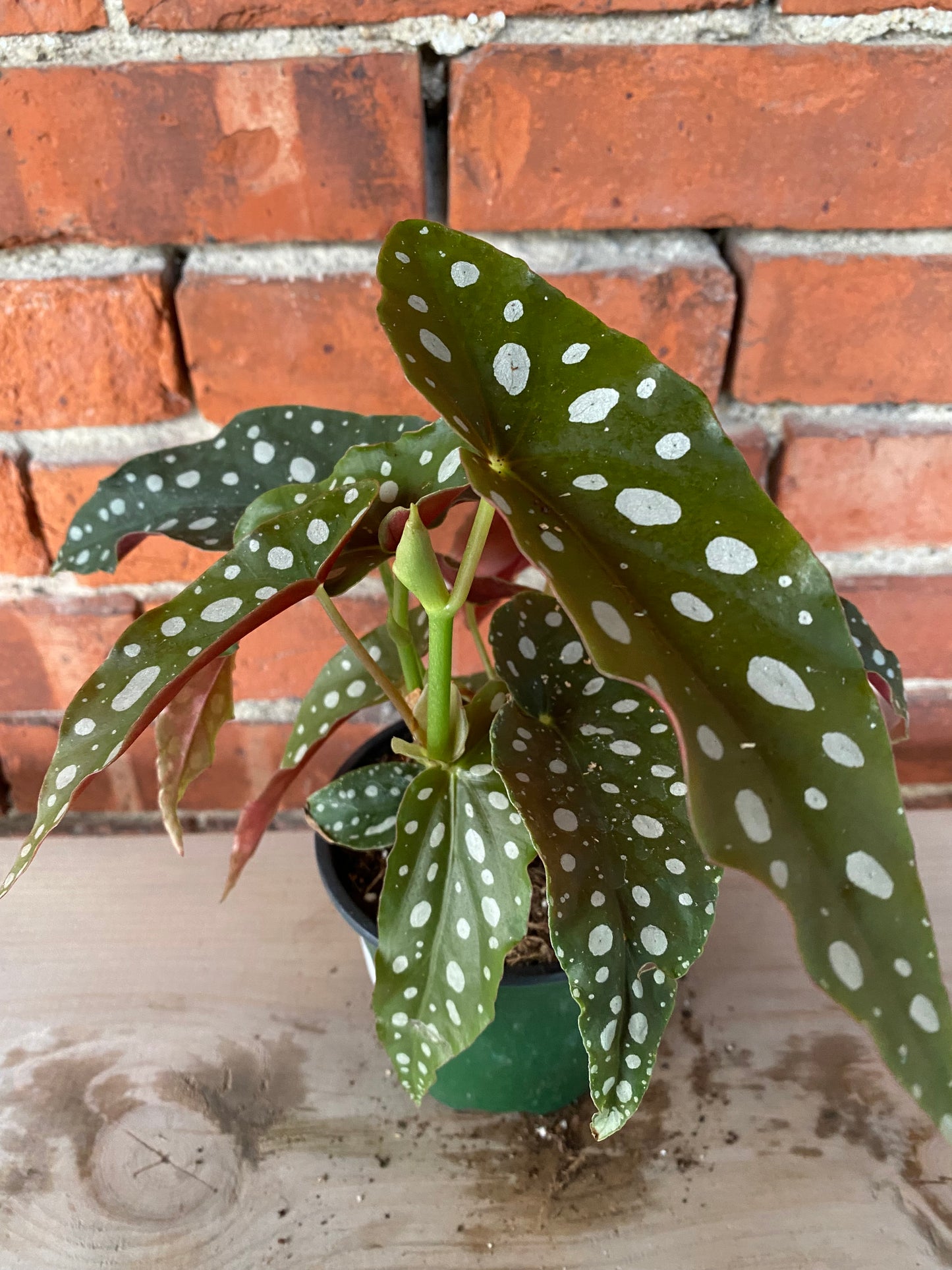 Begonia maculata 'Polka dot Begonia'