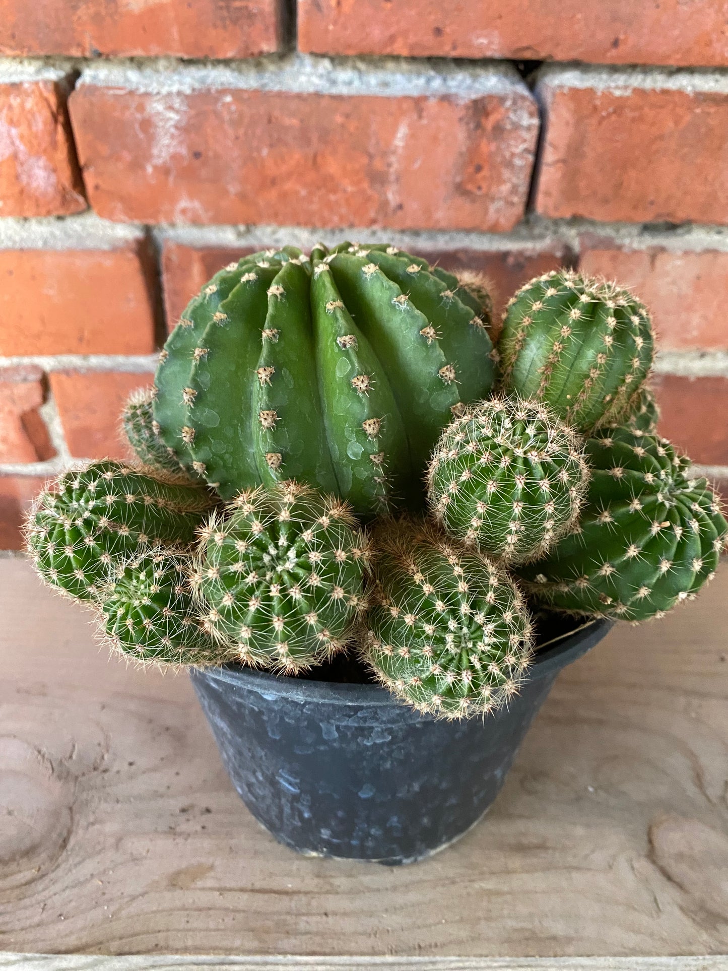 Echinopsis multiplex 'Easter Lily Cactus'