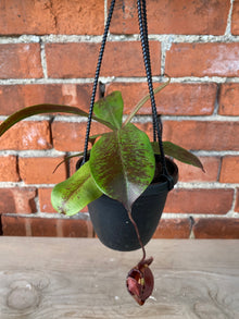 Nepenthes ‘Black Magic Pitcher Plant'