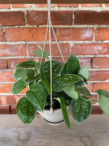 Scindapsus ‘Satin Pothos’