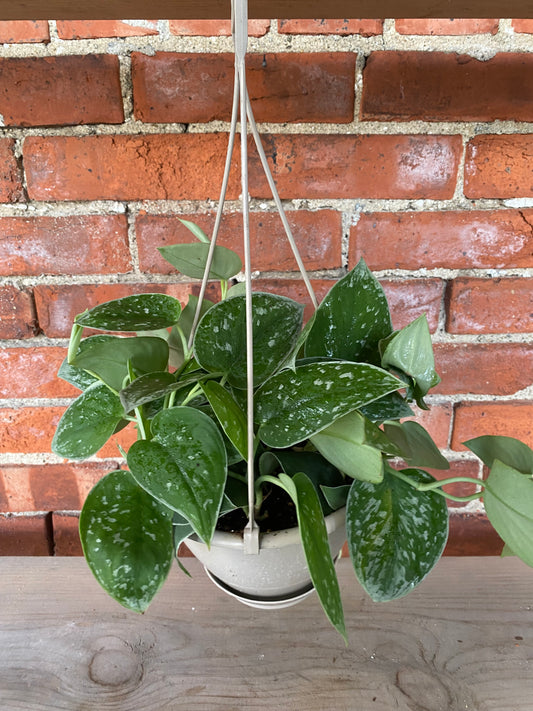Scindapsus ‘Satin Pothos’