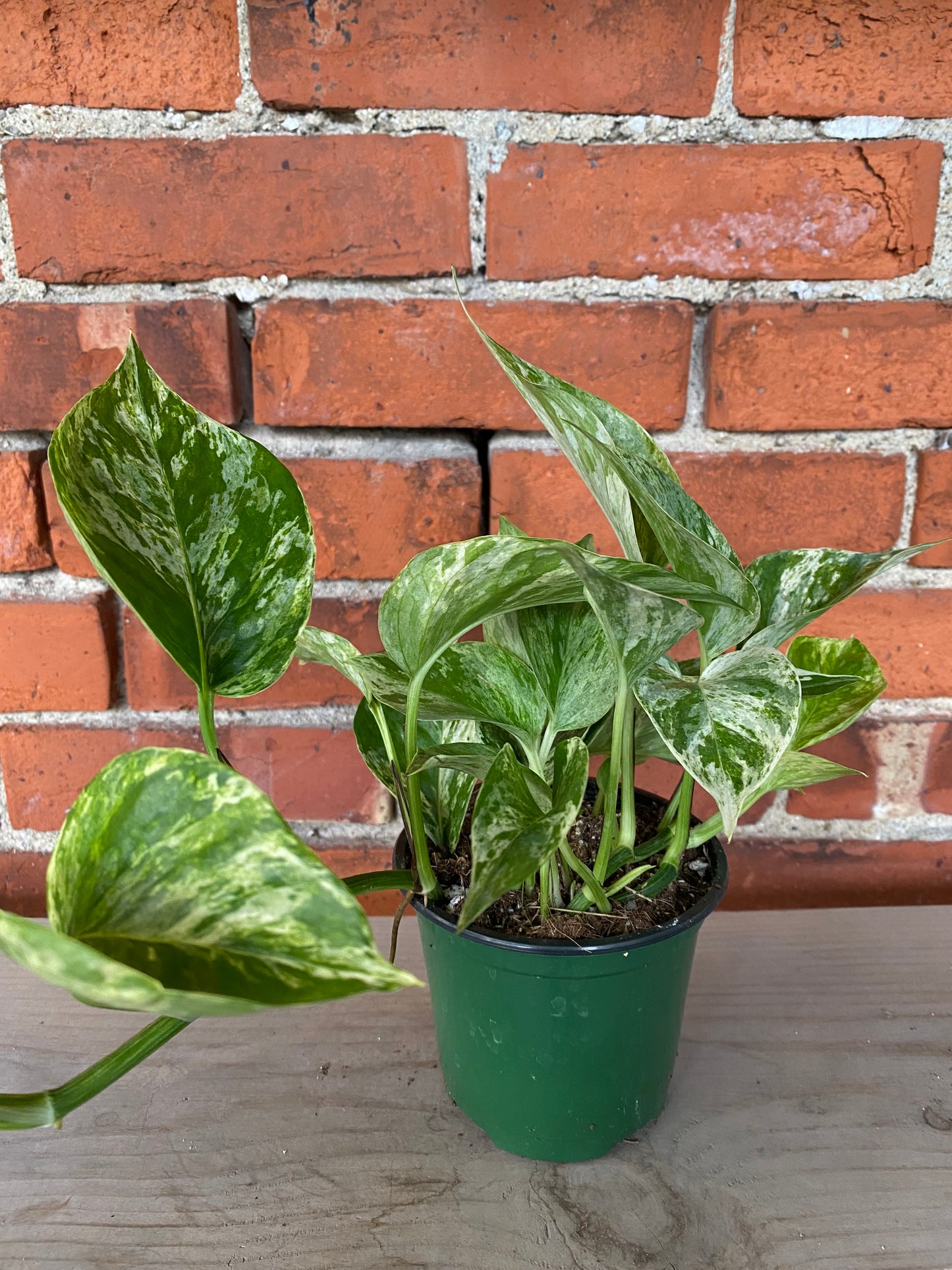 Epipremnum Aureum 'Pothos Marble Queen'