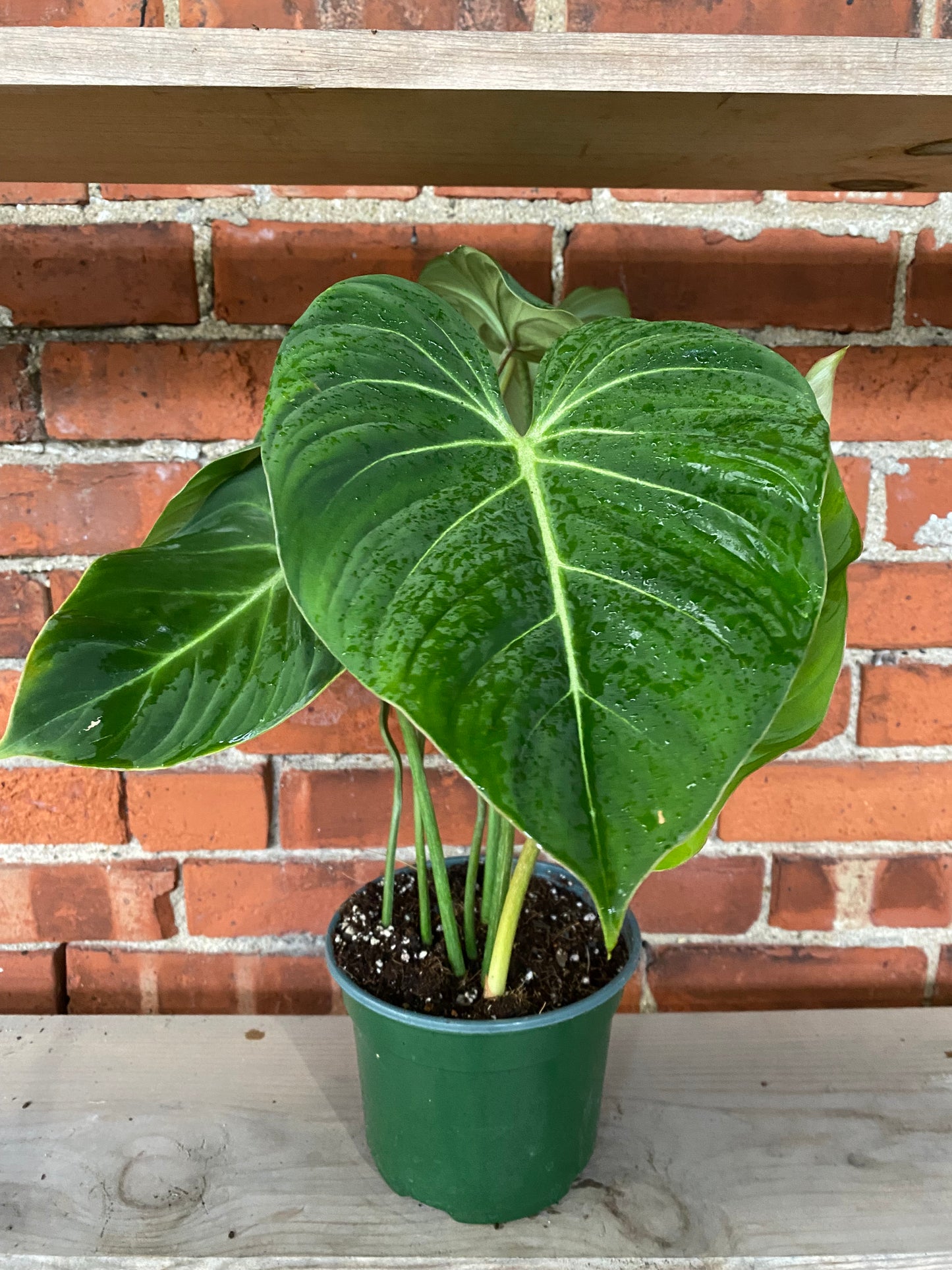 Philodendron Gloriosum