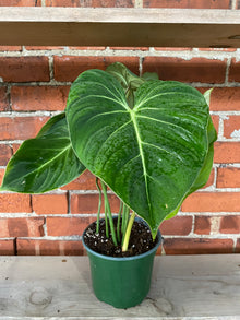 Philodendron Gloriosum