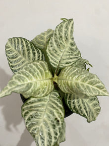 Aphelandra "Whitewash Zebra Plant'