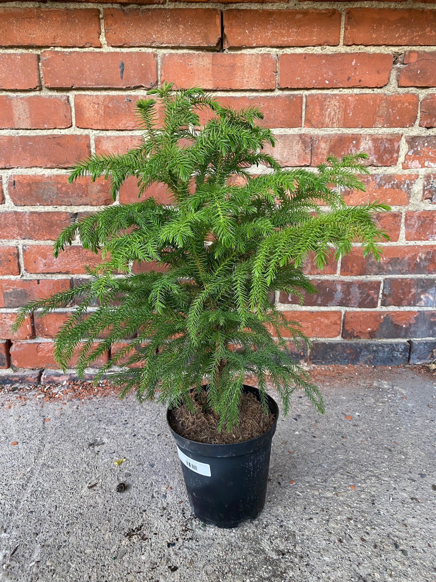 Araucaria Heterophylla 'Norfolk Island Pine'