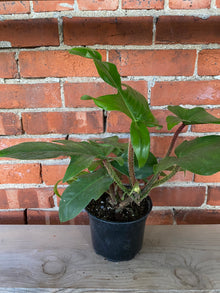 Philodendron squamiferum ‘Hairy Philodendron’
