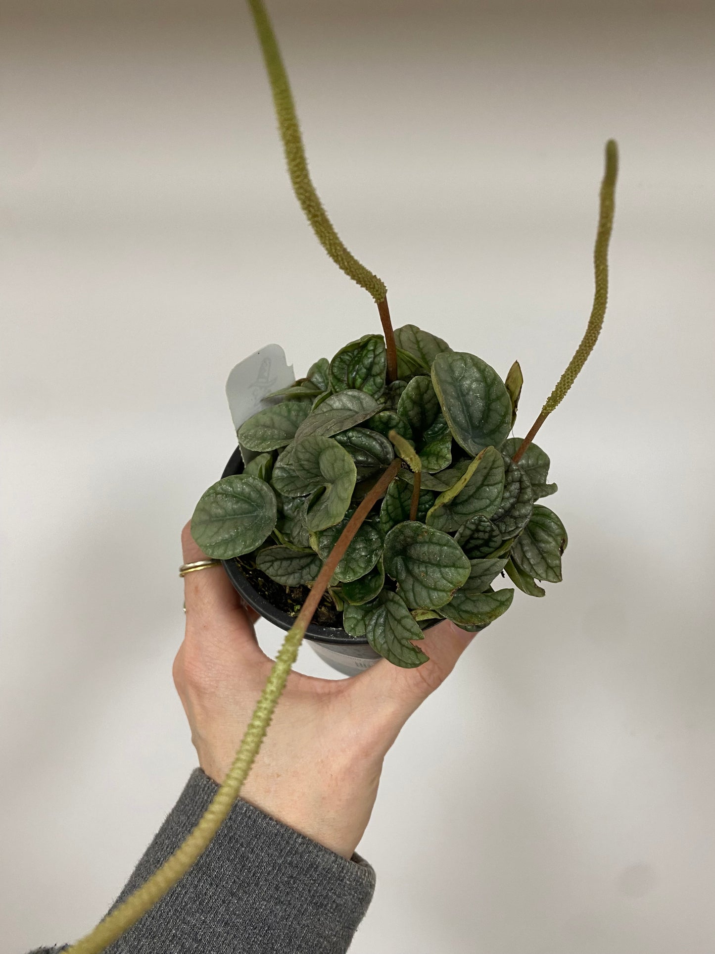 Peperomia caperata 'Greyhound'