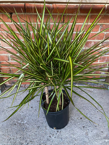 Dracaena Marginata ‘Kiwi’