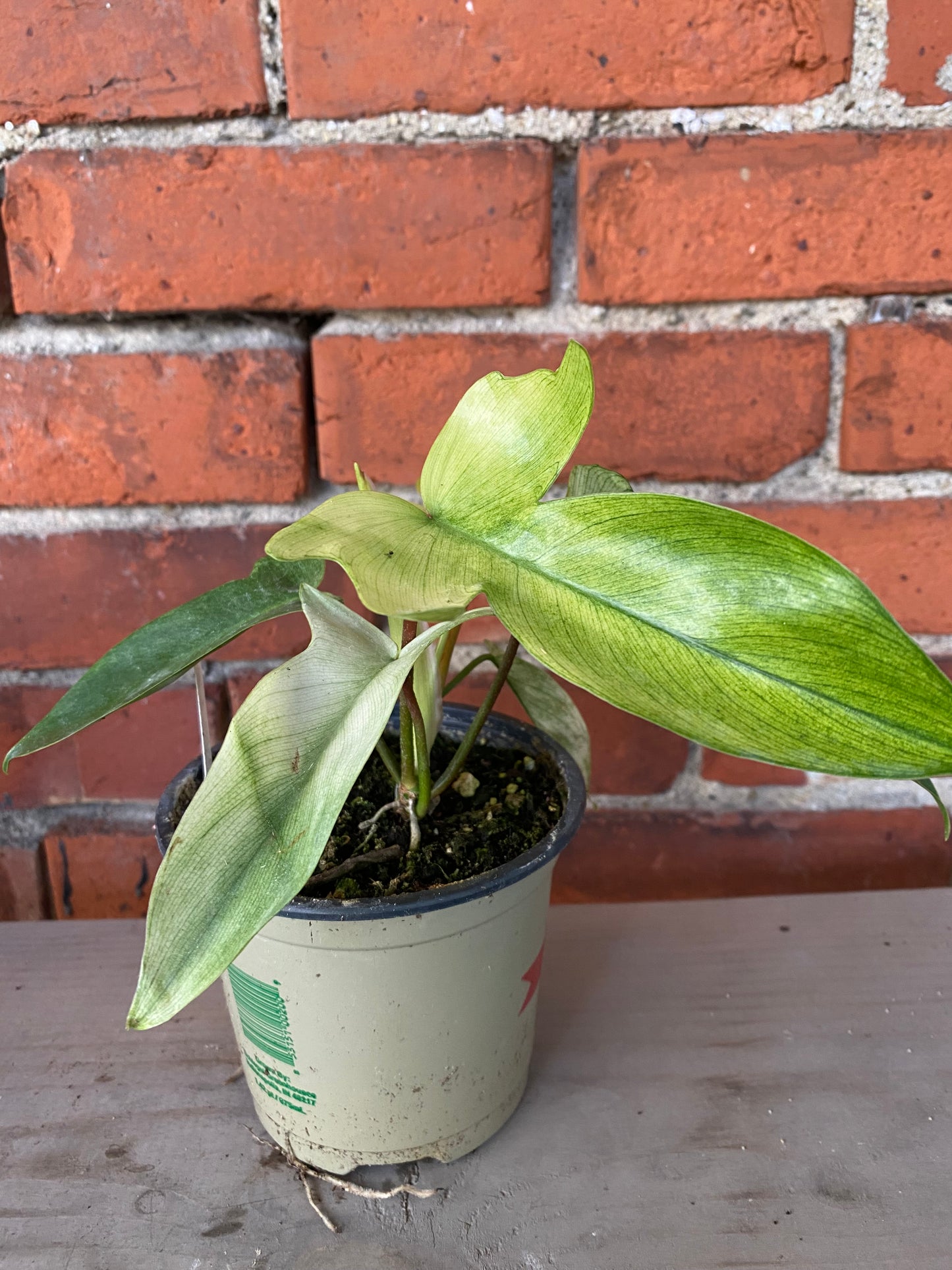 Philodendron 'Florida Ghost