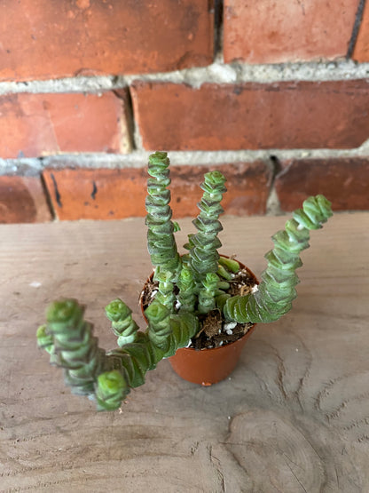 Crassula rupestris 'Tom Thumb’
