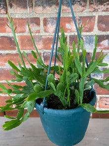 Rhipsalis micrantha
