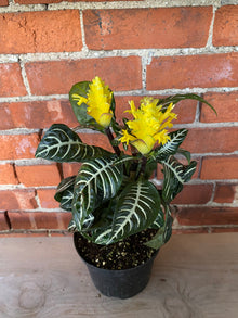 Aphelandra "Zebra Plant'