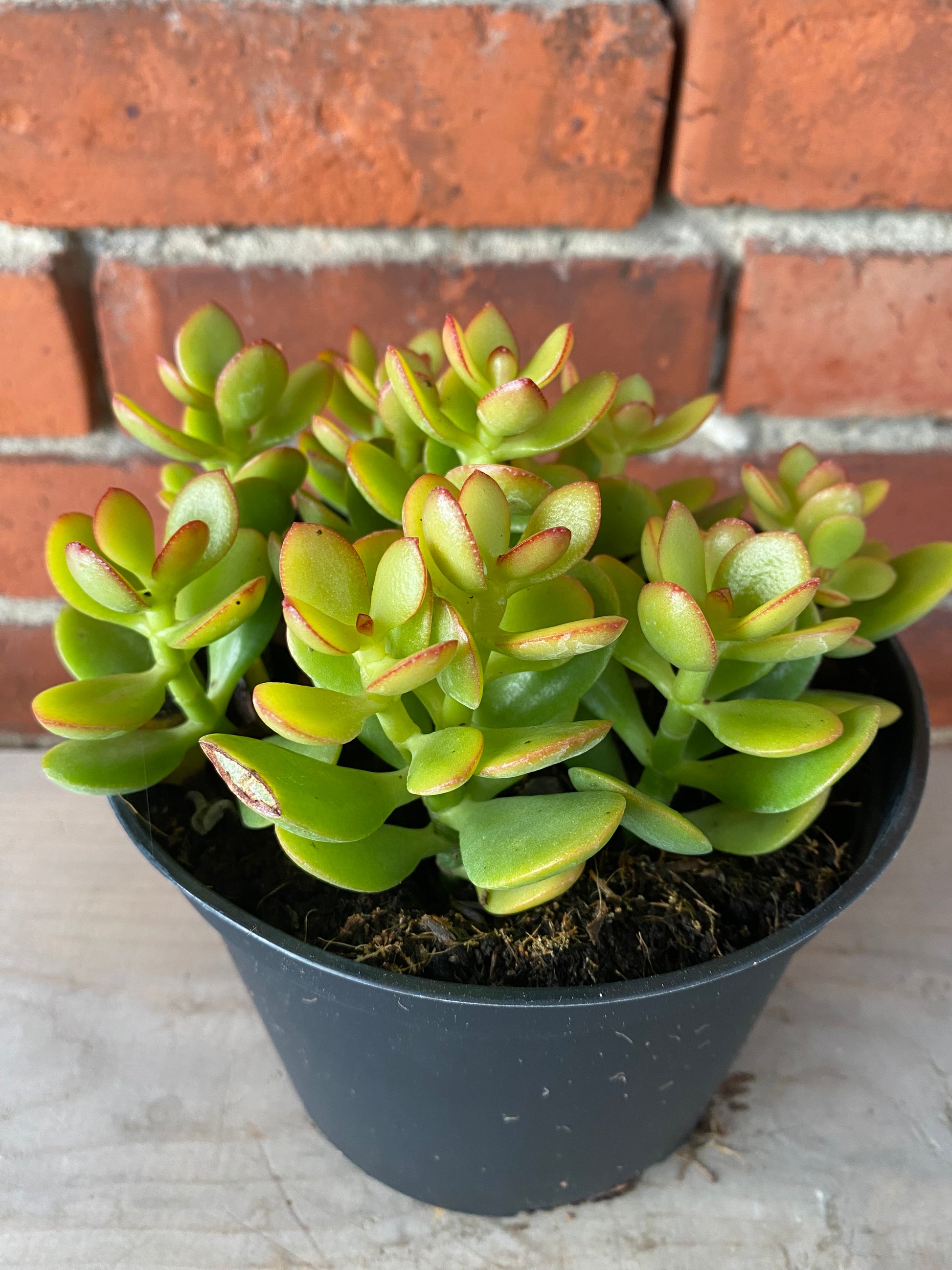 jade sunset plant Crassula 'Sunset Jade'