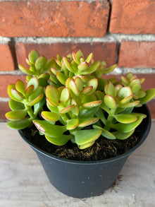 Crassula  'Sunset Jade'