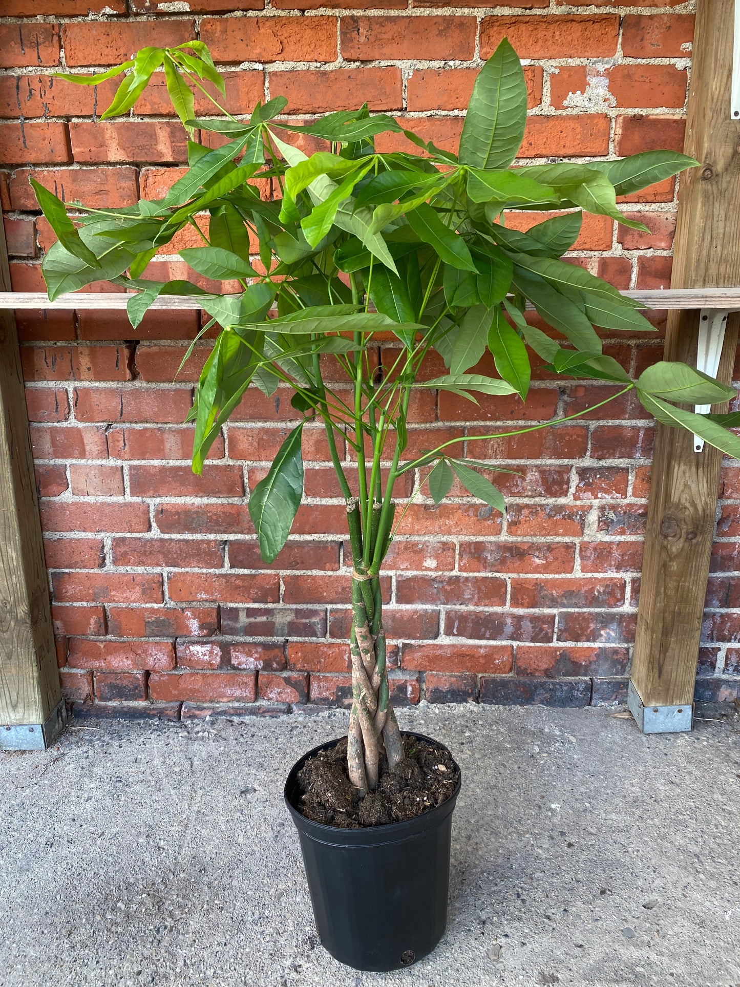 Pachira aquatica ‘Money Tree’