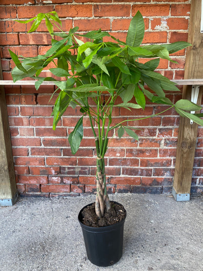 Pachira aquatica ‘Money Tree’