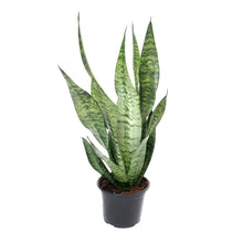Sansevieria zeylanica Superba