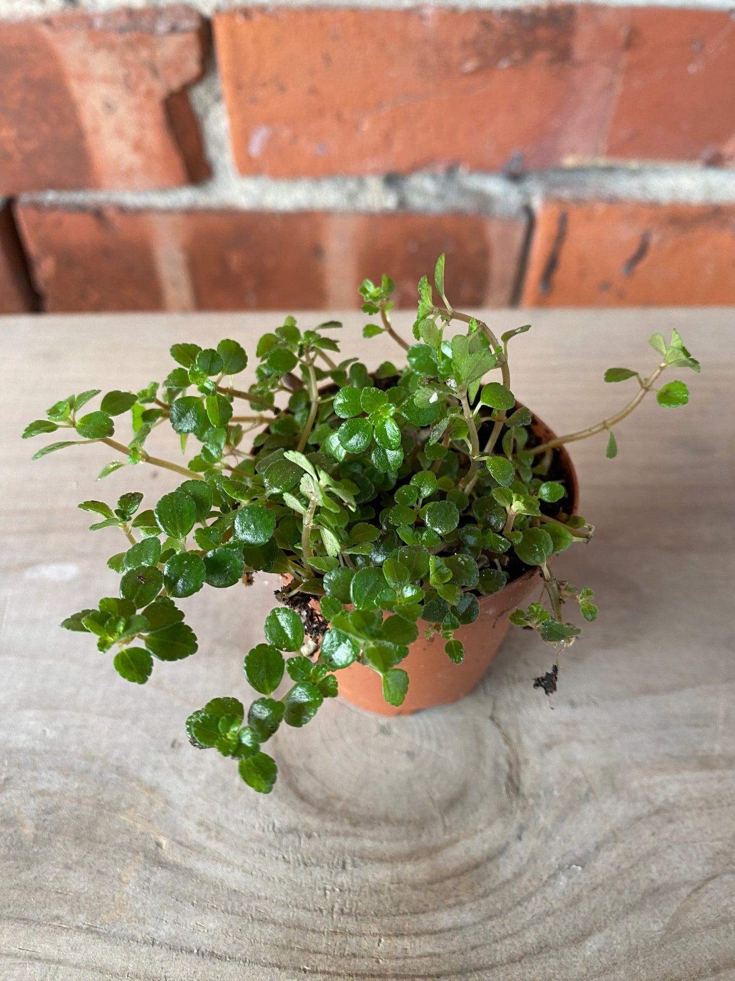 Pilea depressa ‘Sao Paulo'