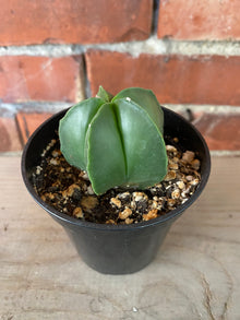 Astrophytum myriostigma 'Bishop's Cap'