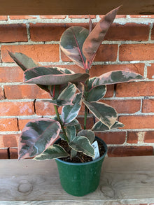 Ficus Elastica 'Ruby'