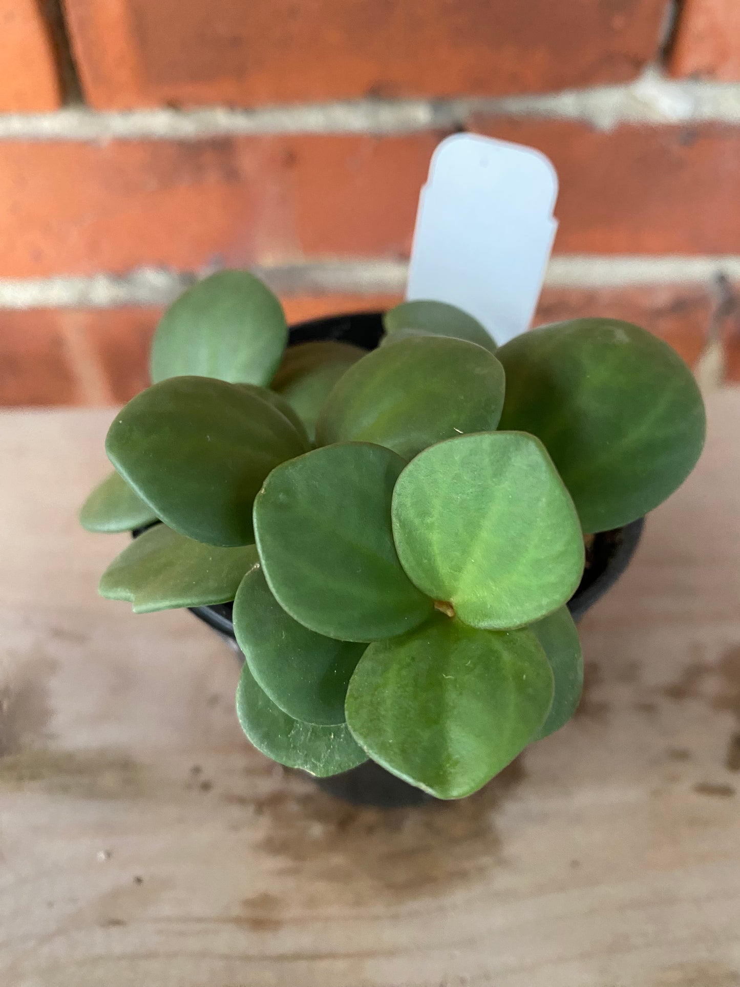 Peperomia 'Hope' - 3" Pot