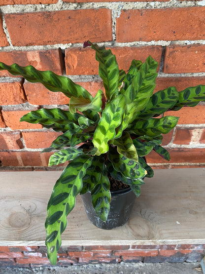 Calathea lancifolia ’Rattlesnake Plant’