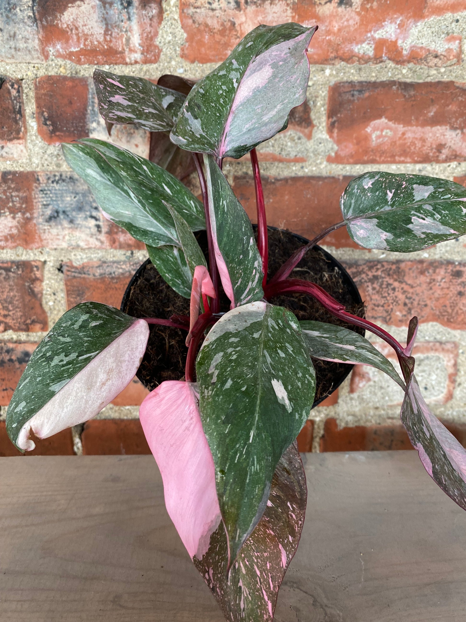 pink princess philodendron seattle Philodendron 'Pink Princess' – Snakeroot Botanicals