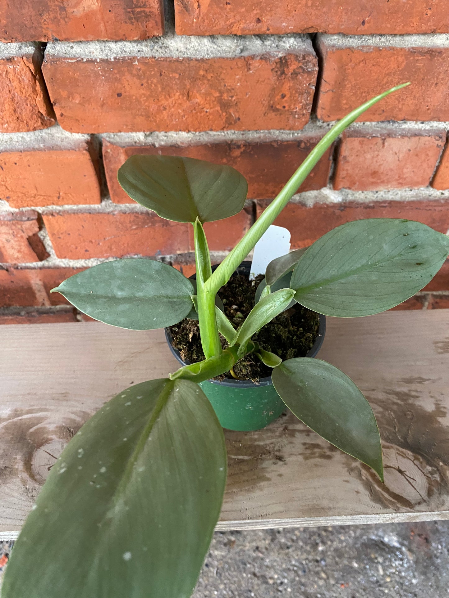 Philodendron hastatum ‘Silver Sword’