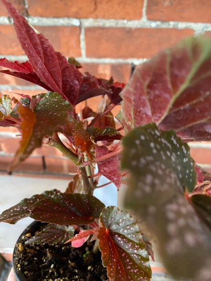 Begonia maculata 'Pink Spot'