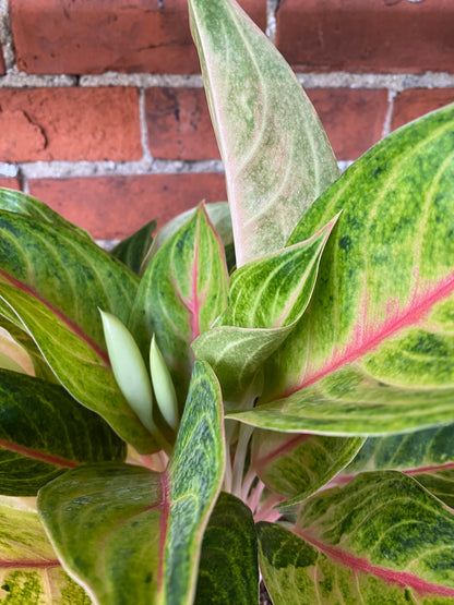 Aglaonema 'Golden Flourite' - 5.5" Pot