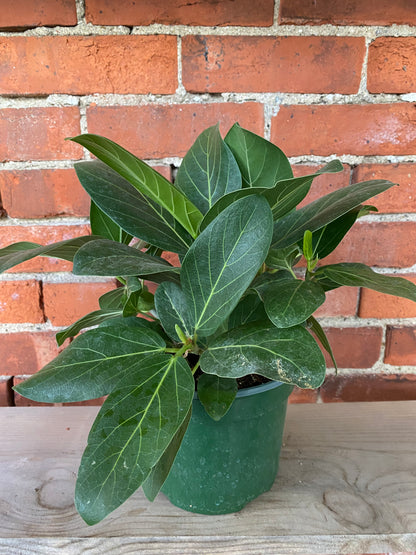 Ficus Benghalensis ‘Ficus Audrey’