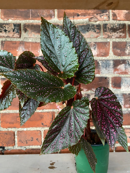 Begonia maculata 'Pink Spot'