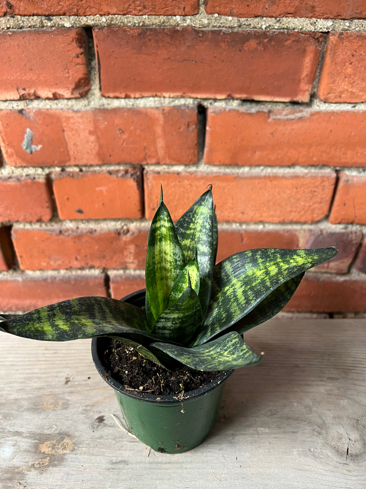 Sansevieria Starpower 'Tiger' - 4.5" Pot