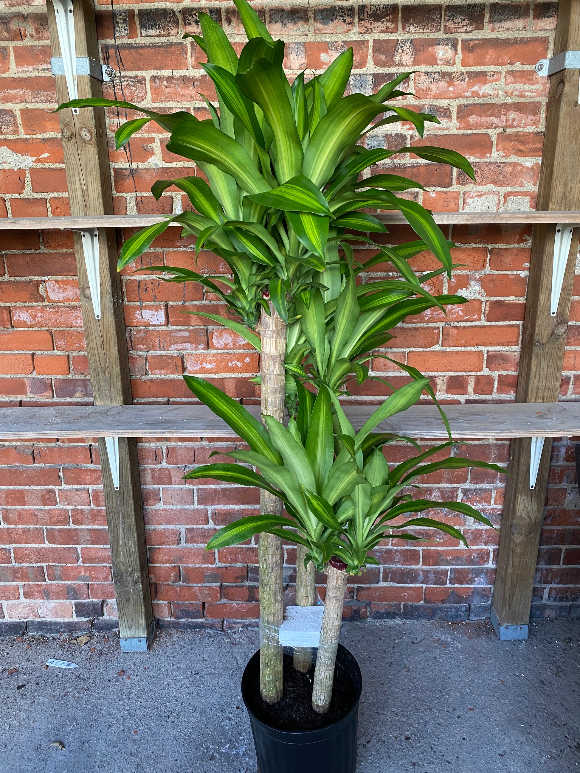 dracaena massangeana safe for cats Dracaena fragrans "Massangeana" – Snakeroot Botanicals