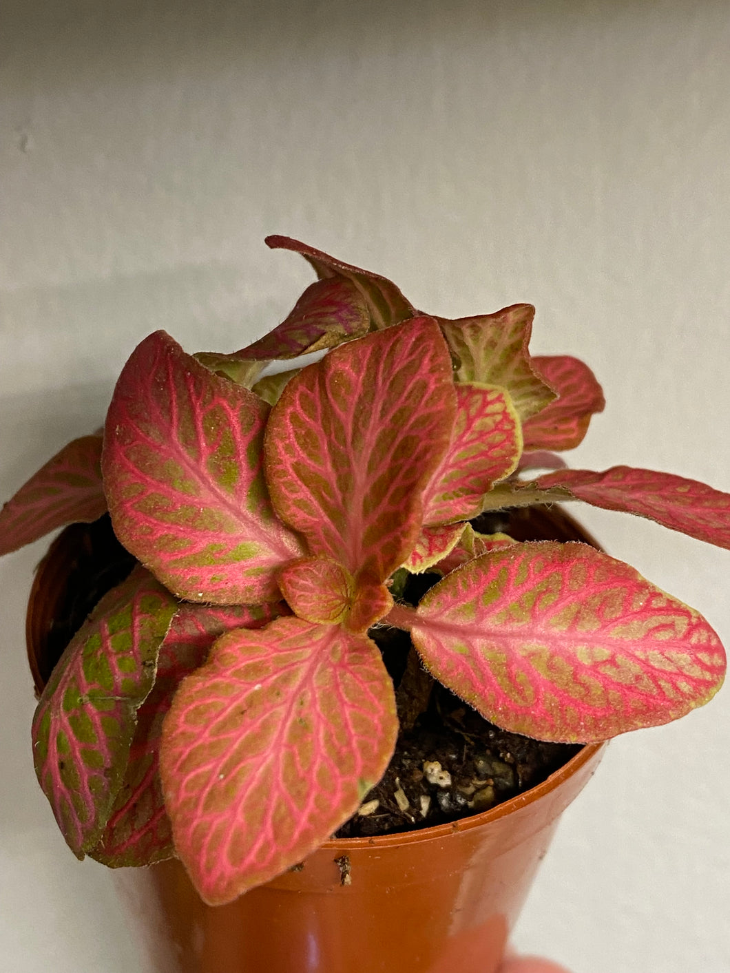 Fittonia Albivenis ‘Pink Anne’