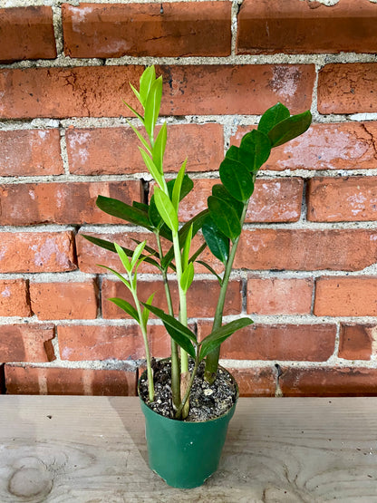 Zamioculcas Zamiifolia 'ZZ Plant'