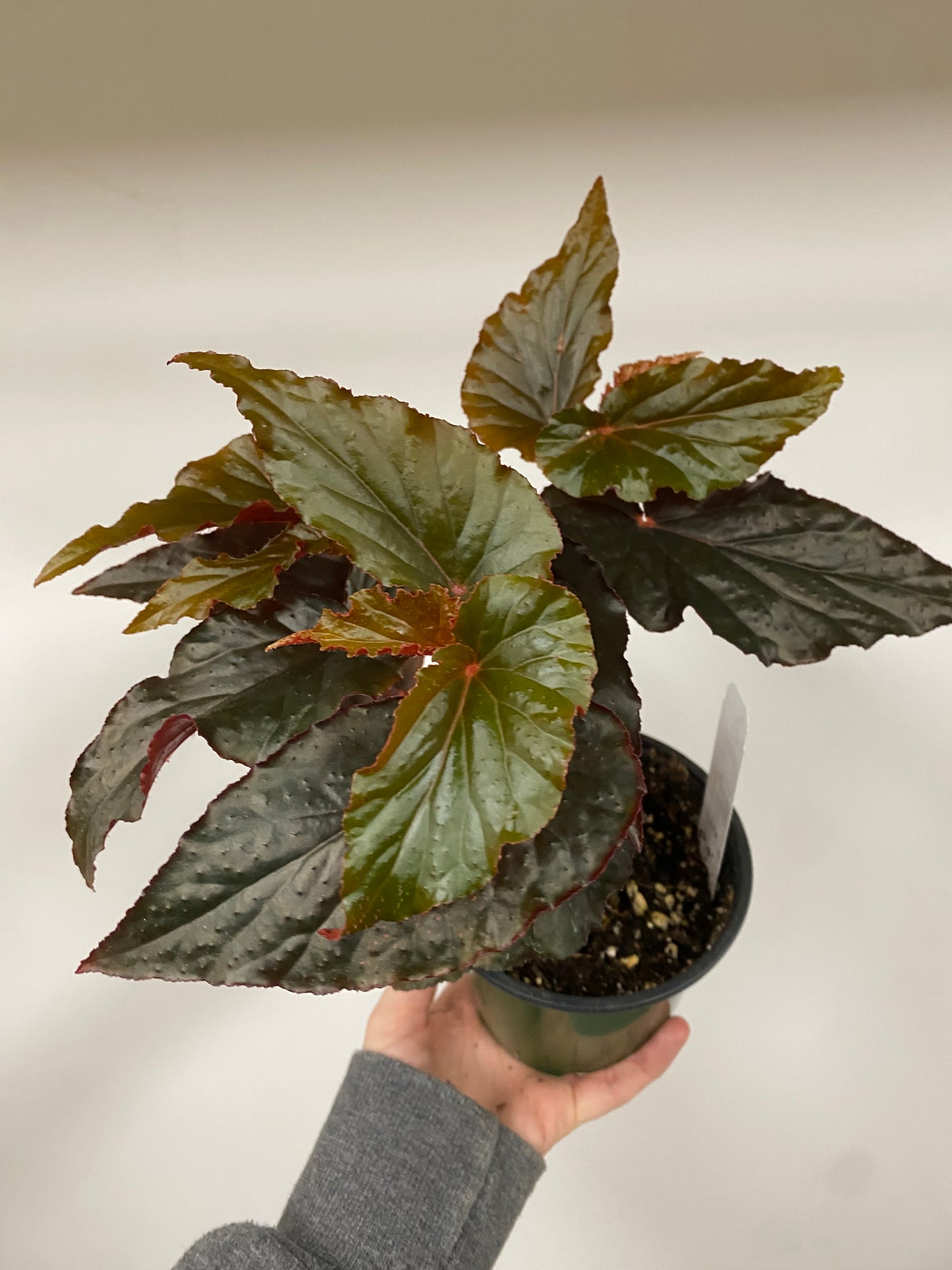 Begonia maculata 'Black Magic' - 4.5" Pot