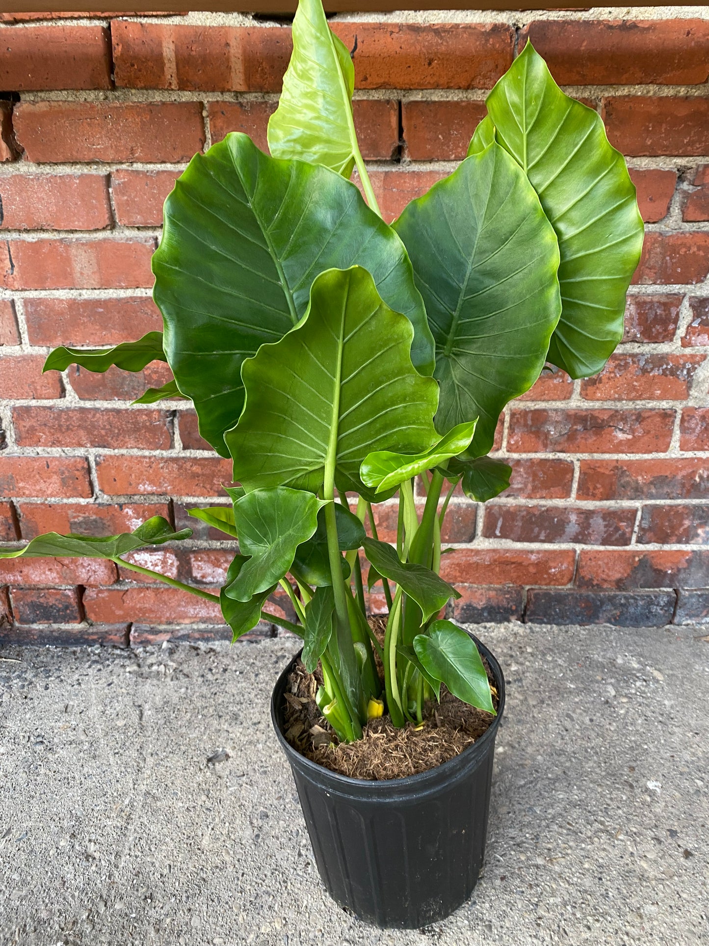 Alocasia 'California'
