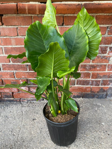 Alocasia 'California'