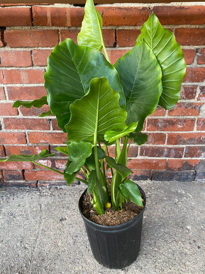 Alocasia 'California'