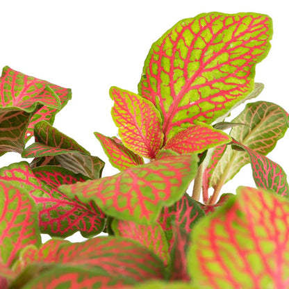Fittonia Albivenis ‘Skeleton Nerve Plant’